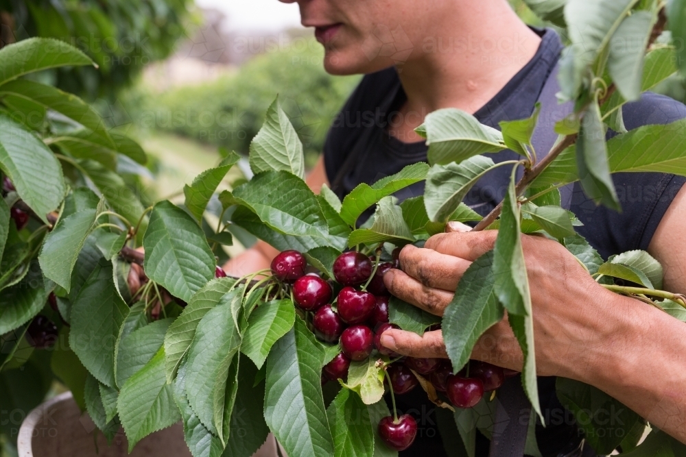 Image of Female seasonal worker picking cherries Austockphoto