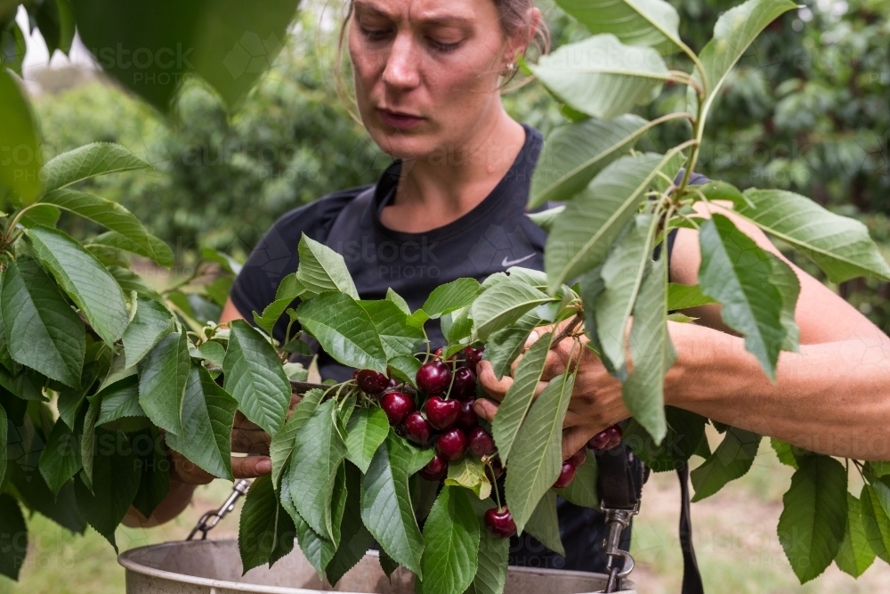 Image of Female seasonal worker picking cherries Austockphoto