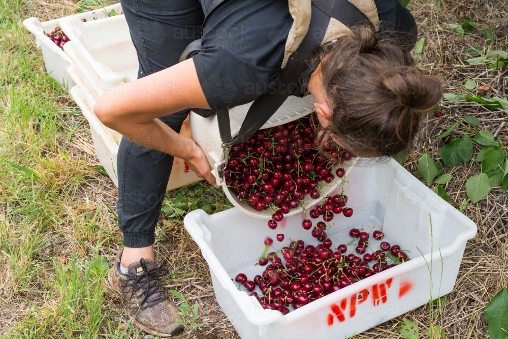 Female seasonal worker tipping cherries into a lug - Australian Stock Image