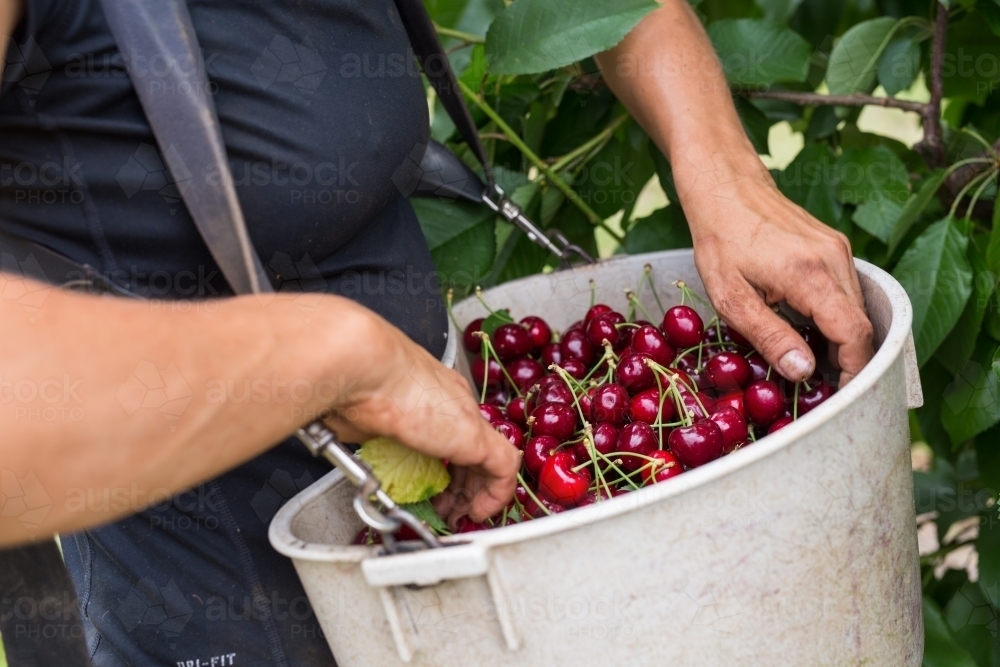 Female seasonal worker with a container of freshly picked cherries - Australian Stock Image