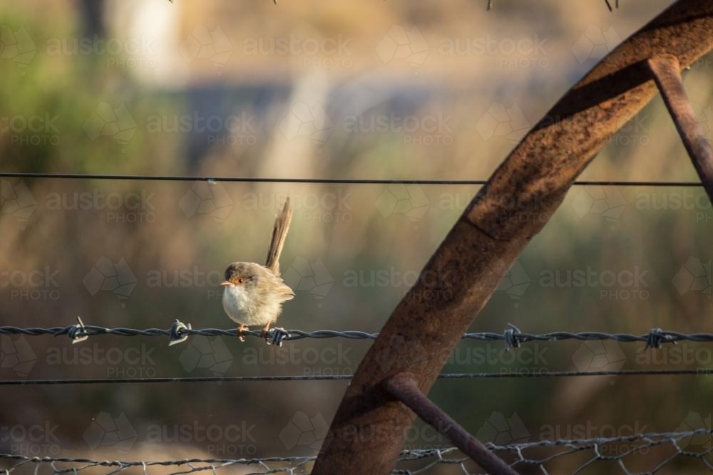 Female Superb Fairy-wren on a fence - Australian Stock Image