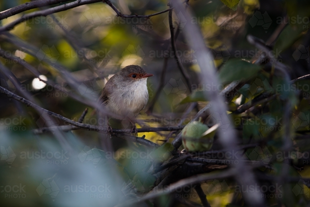 female Superb fairywren - Australian Stock Image