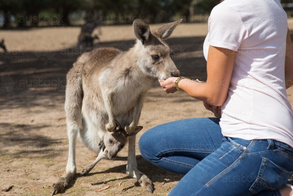 Female Tourist Feeding a Kangaroo - Australian Stock Image
