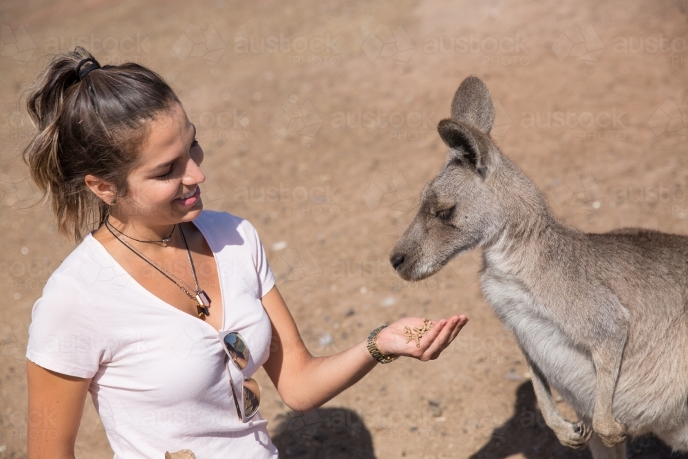Female Tourist Feeding a Kangaroo - Australian Stock Image