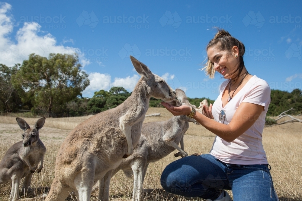 Female Tourist Feeding a Kangaroo - Australian Stock Image