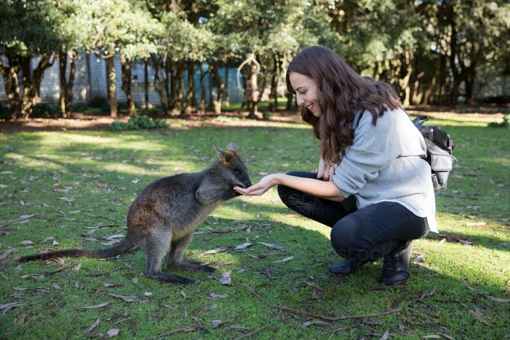 Female Tourist Feeding a Wallaby - Australian Stock Image
