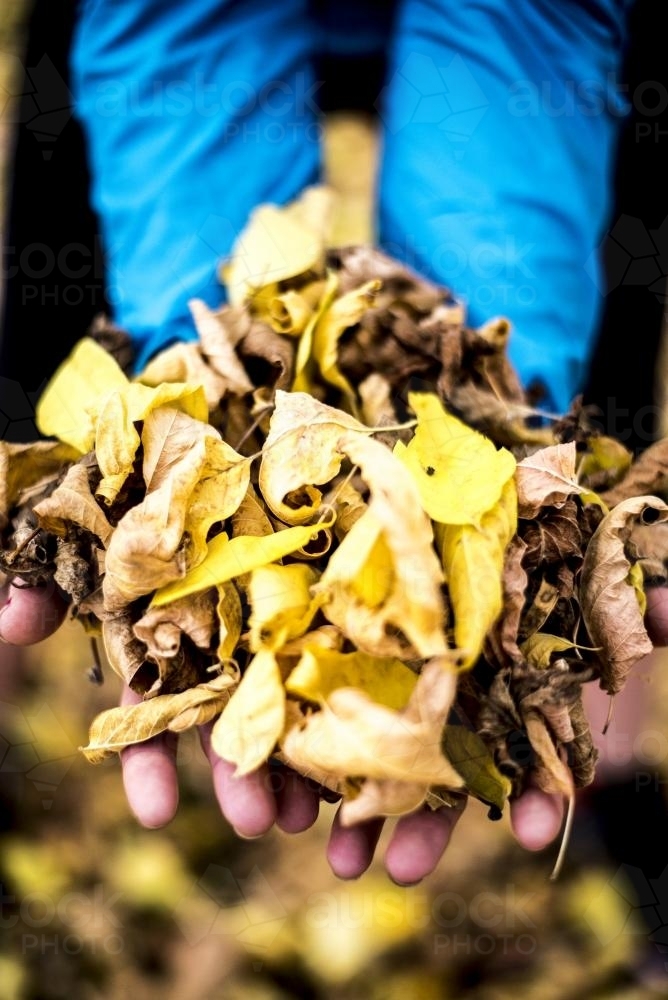 Female wearing blue jacket holding yellow autumn leaves - Australian Stock Image