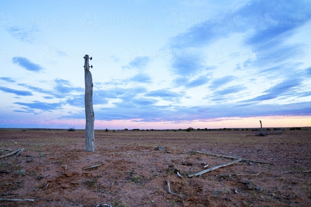 Fence post in arid landscape at sunset - Australian Stock Image