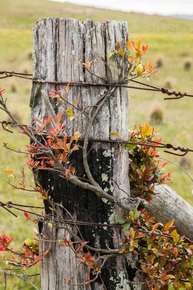 Fence post with tree growing around it - Australian Stock Image