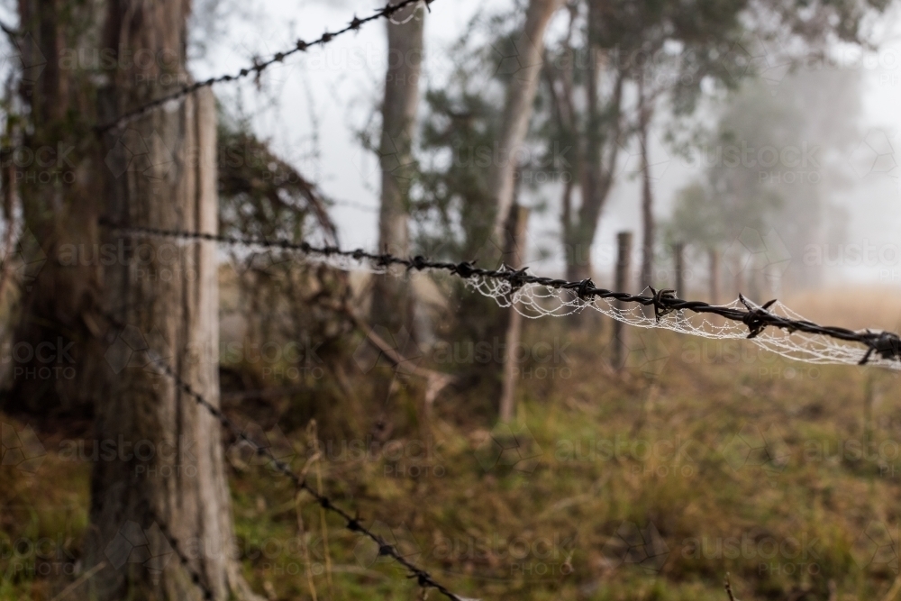 Fence with dew caught in spiderwebs - Australian Stock Image