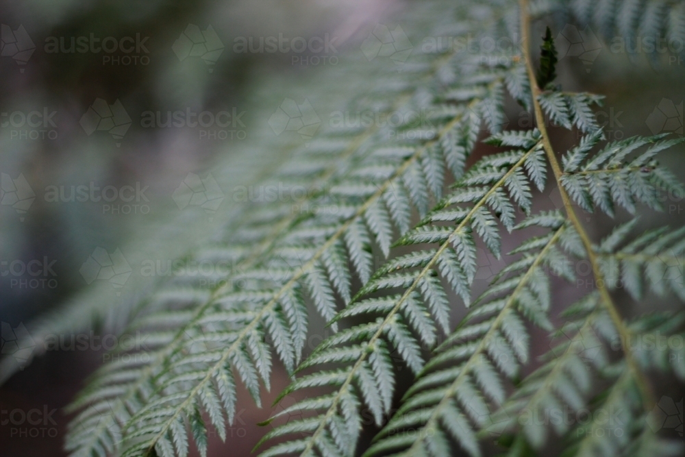 Fern frond in mountain area - Australian Stock Image