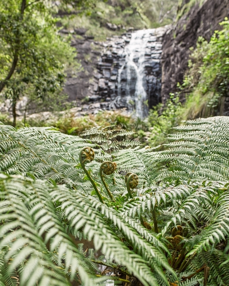 Fern fronds with waterfall in background - Australian Stock Image