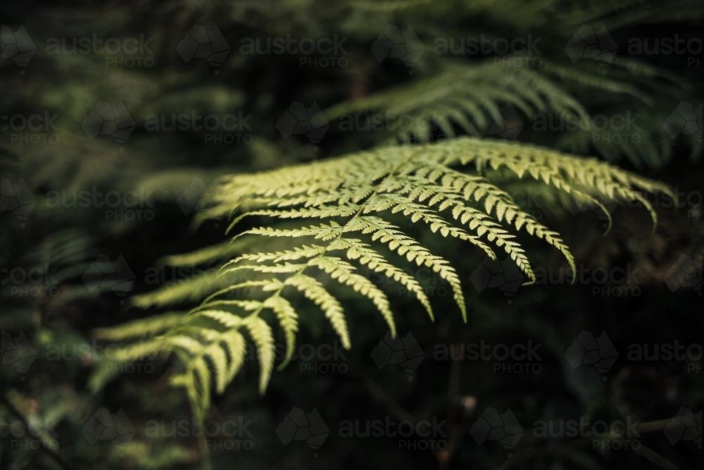 Fern leaf in the bush - Australian Stock Image