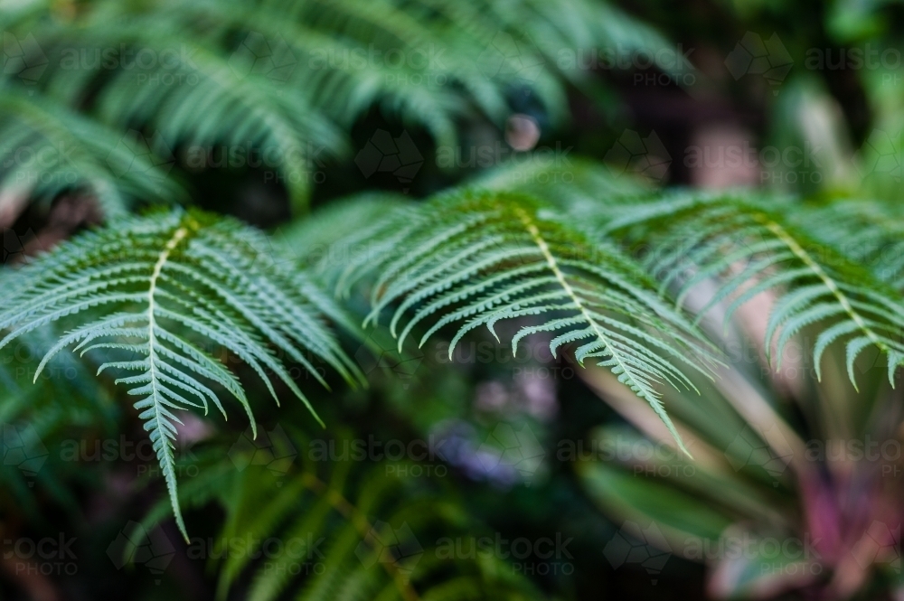 fern leaf in tropical garden - Australian Stock Image