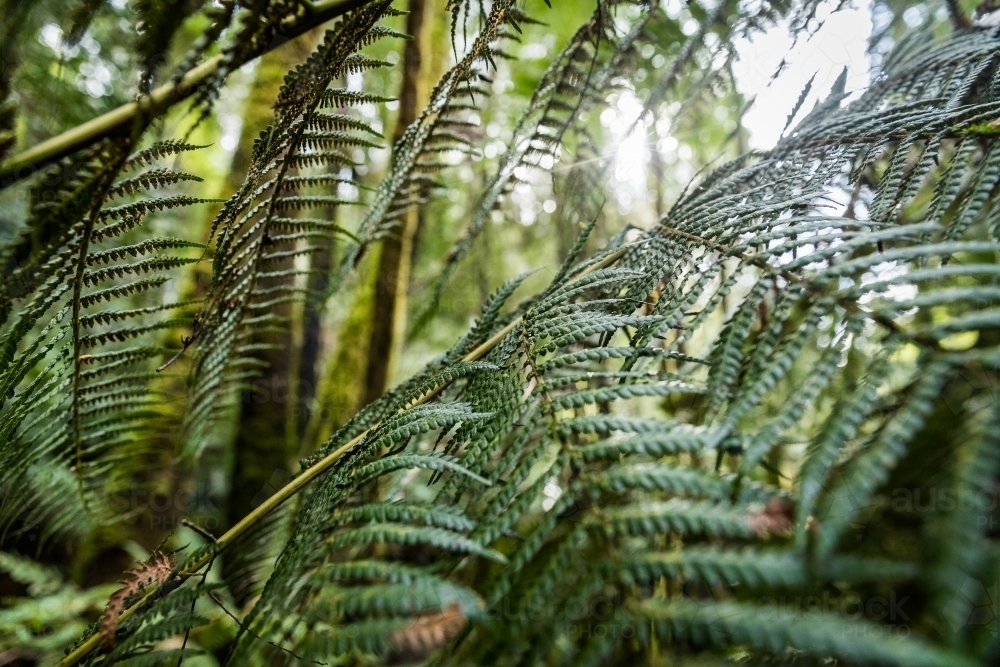 ferns and plants in a forest - Australian Stock Image