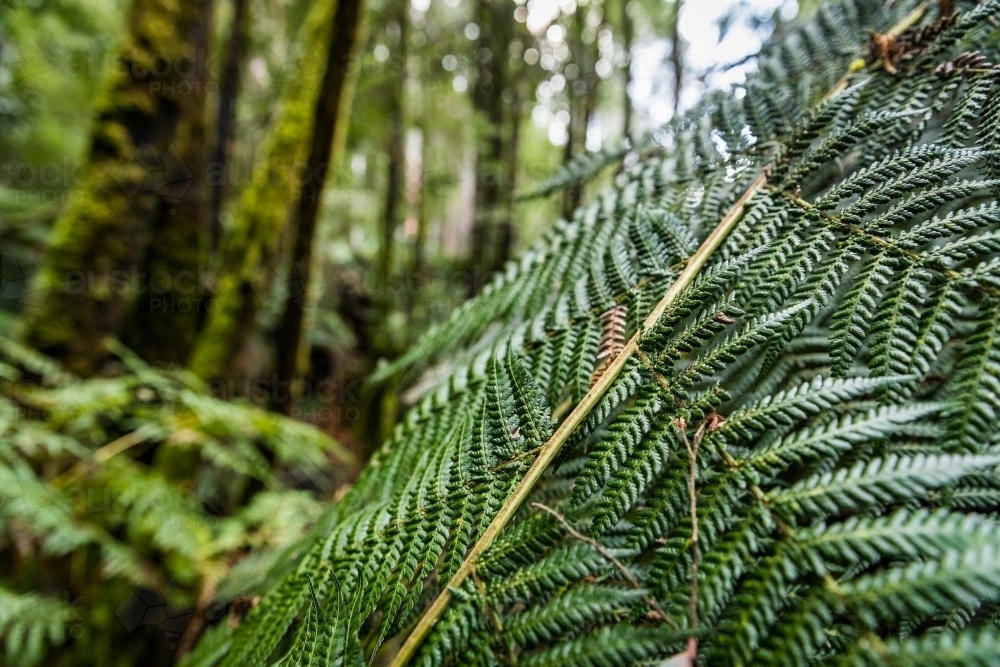 ferns and plants in a forest - Australian Stock Image