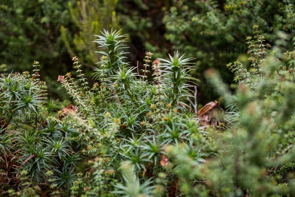 ferns and plants in a forest - Australian Stock Image