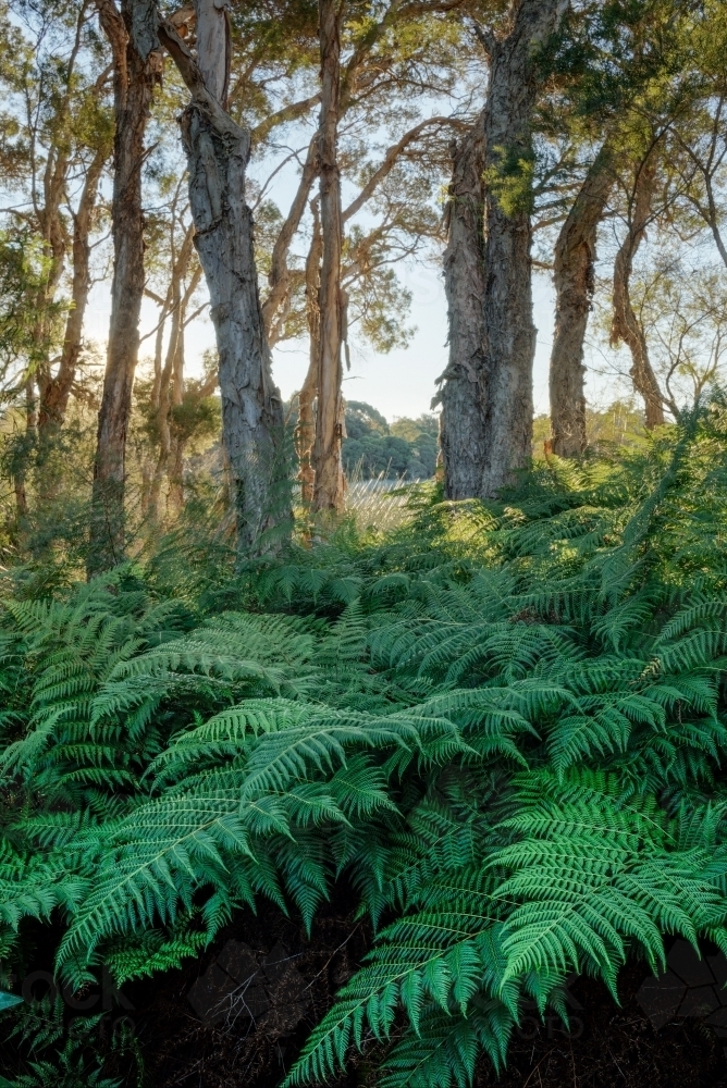 Ferns and sunlit paperbarks in lakeside forest - Australian Stock Image