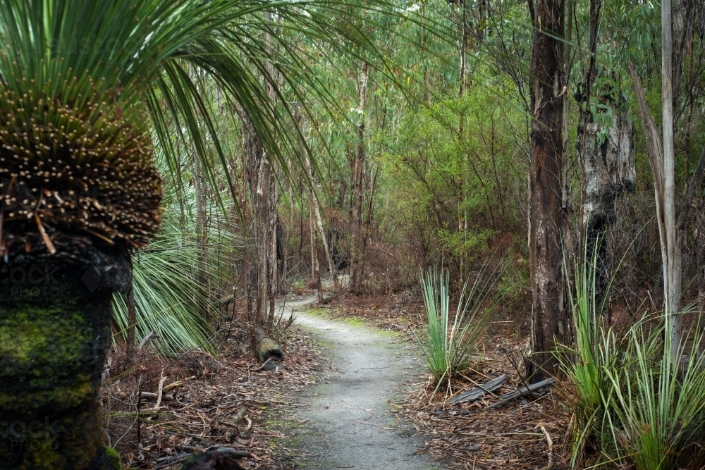Ferns and trees along hiking trail - Australian Stock Image