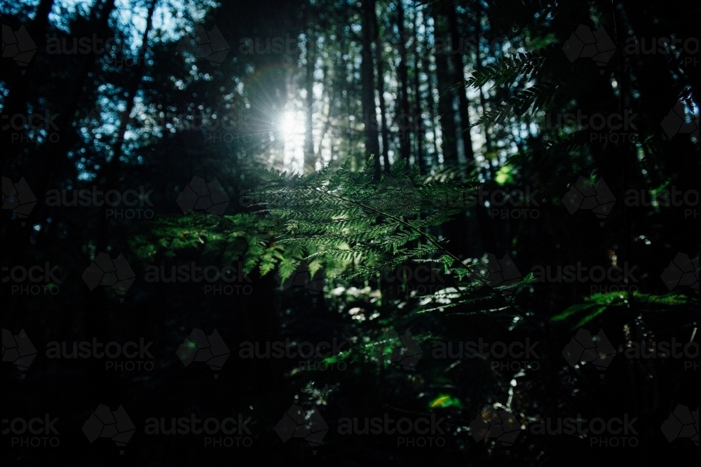 Ferns backlit with sunburst in bushland - Australian Stock Image