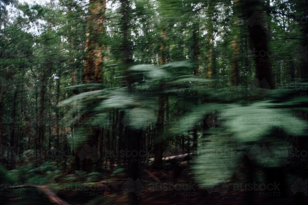 Ferns & bushland blurred with motion - Australian Stock Image