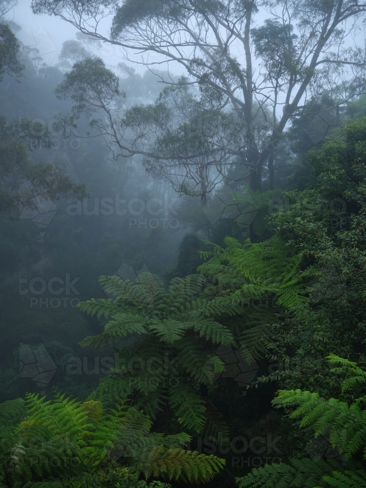 Ferns in a misty forest - Australian Stock Image
