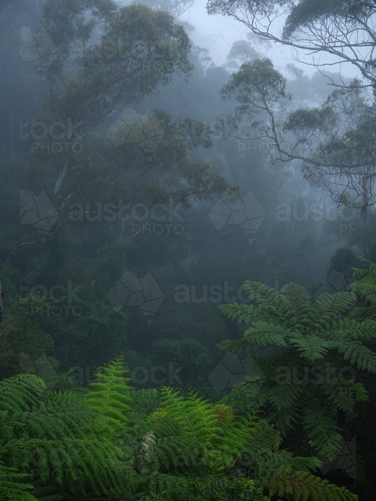 Ferns in a misty forest - Australian Stock Image