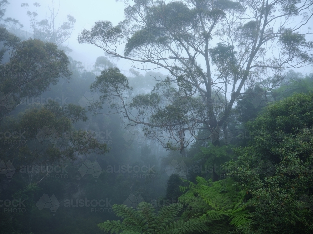 Ferns in a misty forest - Australian Stock Image