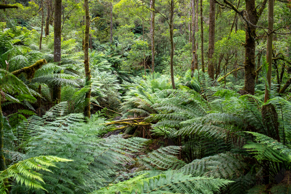 Ferns in forest gully - Australian Stock Image