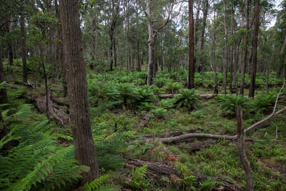 Ferns in subalpine woodland - Australian Stock Image