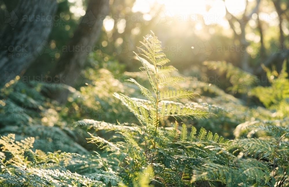 Ferns in sunlight - Australian Stock Image
