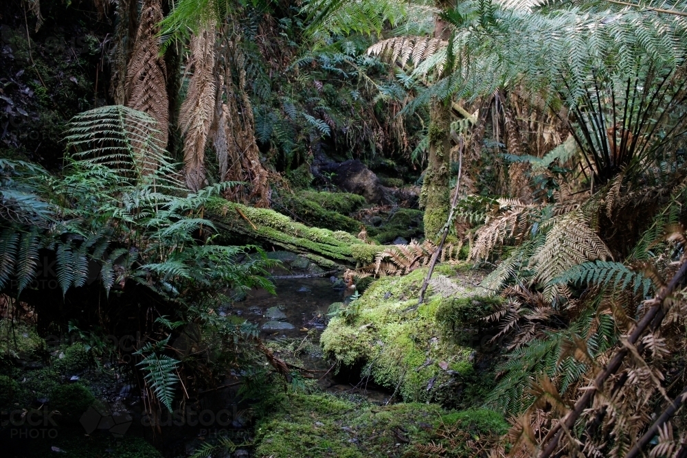 Ferny rainforest in Cradle Mountain - Australian Stock Image