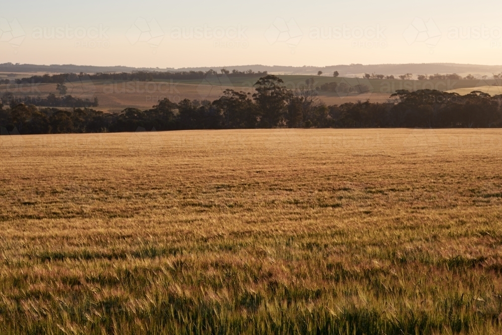 Field of barley at dusk - Australian Stock Image
