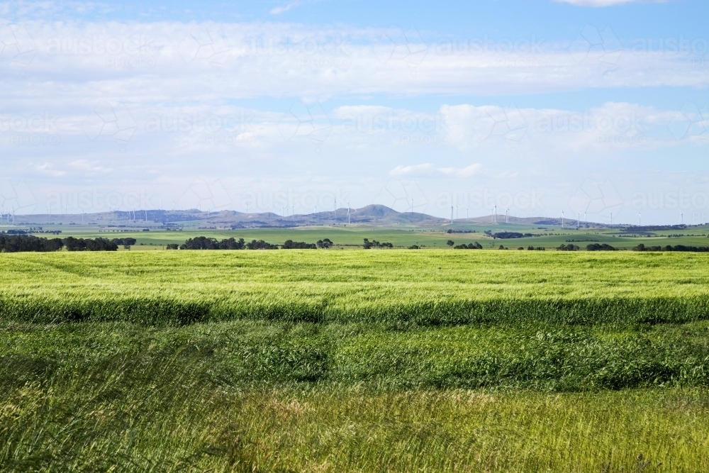 Field of barley with hills and wind turbines in background - Australian Stock Image