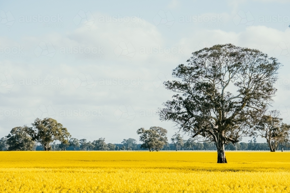 field of canola flowers with an old tree - Australian Stock Image