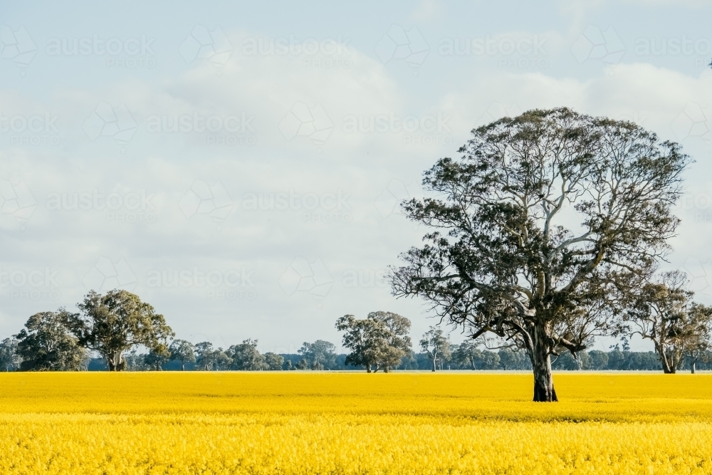 Image of field of canola flowers with an old tree - Austockphoto