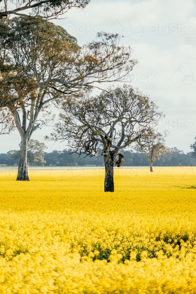 Image of field of canola flowers with old trees - Austockphoto