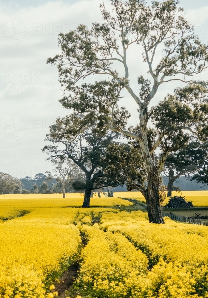 field of canola flowers with old trees - Australian Stock Image
