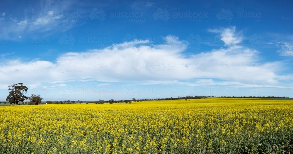 field of canola under white clouds in blue sky - Australian Stock Image