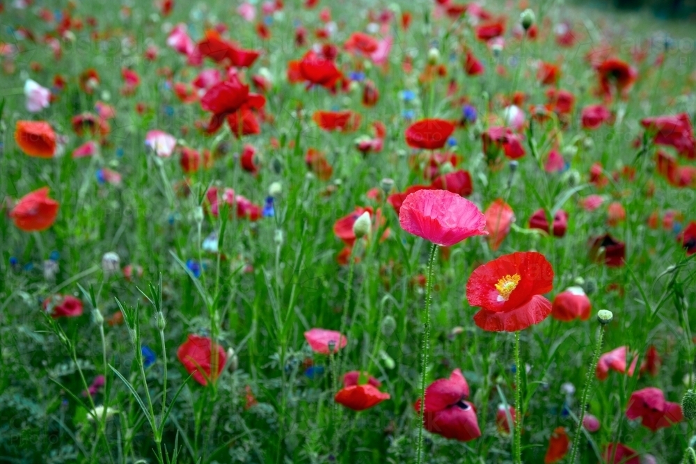 Field of coloured poppies - Australian Stock Image