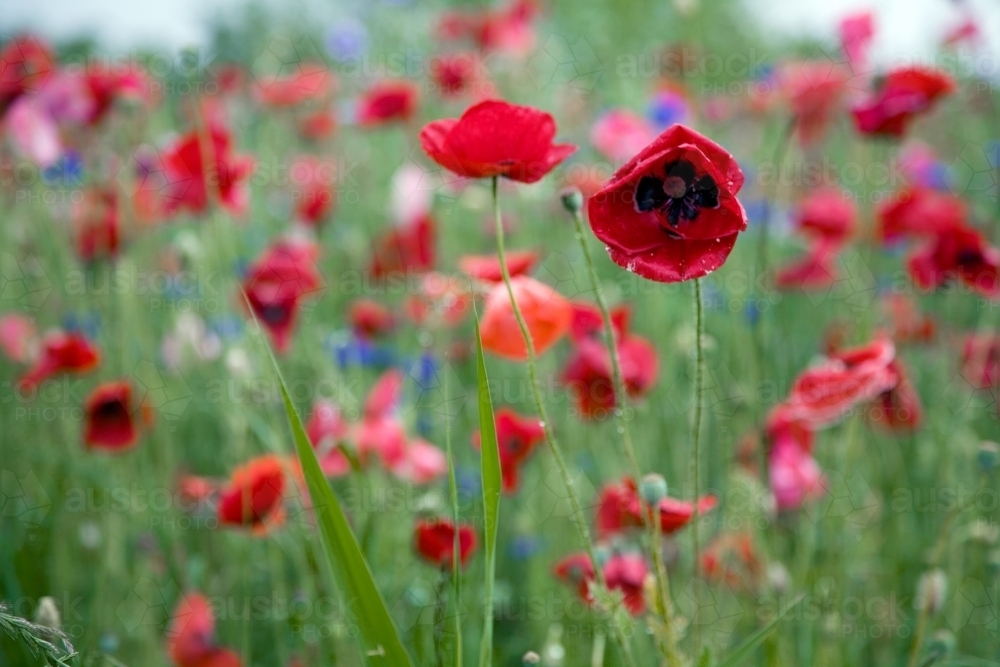 Field of coloured poppies - Australian Stock Image