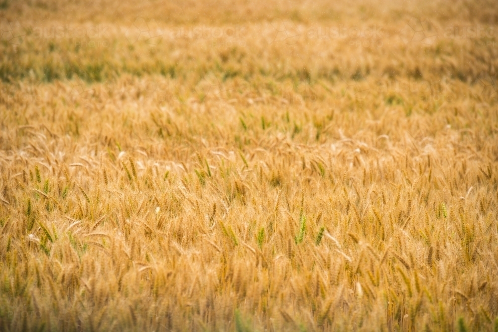 field of dried wheat - Australian Stock Image