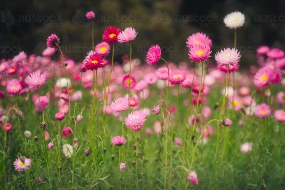 Field of everlasting paper daisies in spring - Australian Stock Image