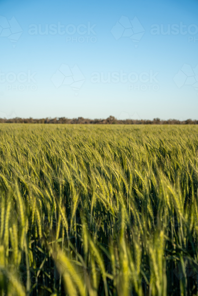 Field of green wheat - Australian Stock Image