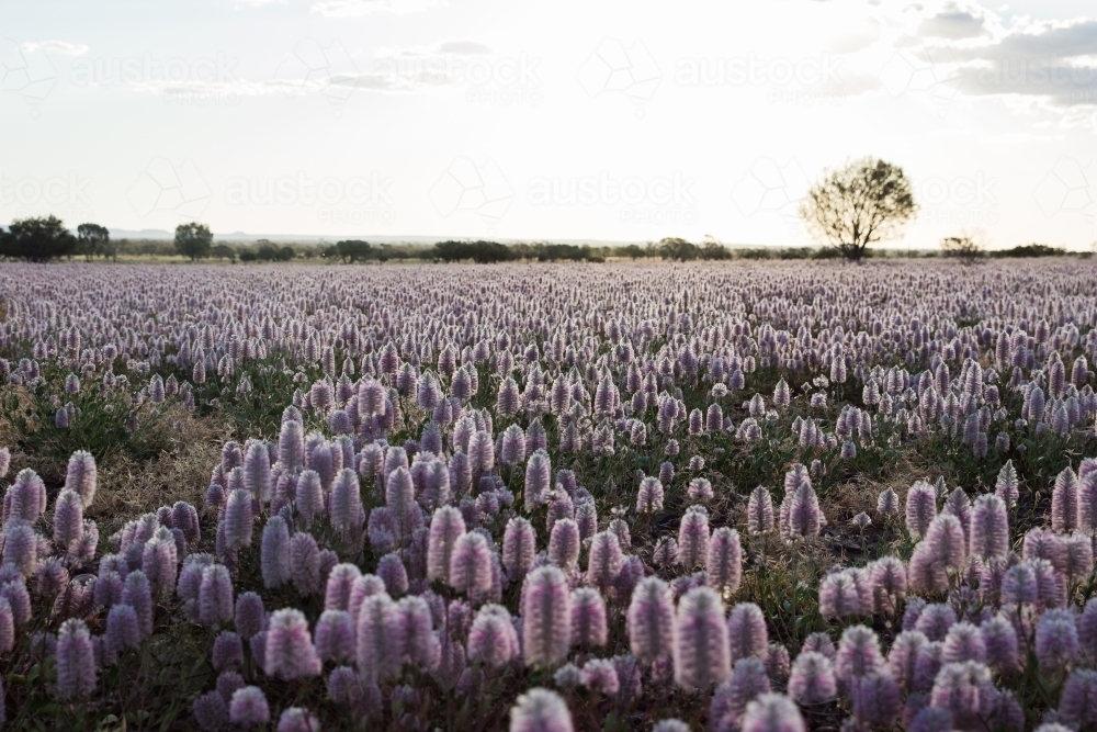 Field of Mulla-mulla flowers - Australian Stock Image