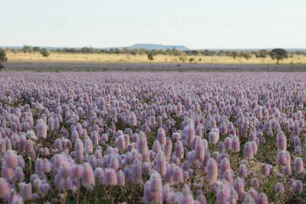 Field of Mulla-mulla wild flowers - Australian Stock Image
