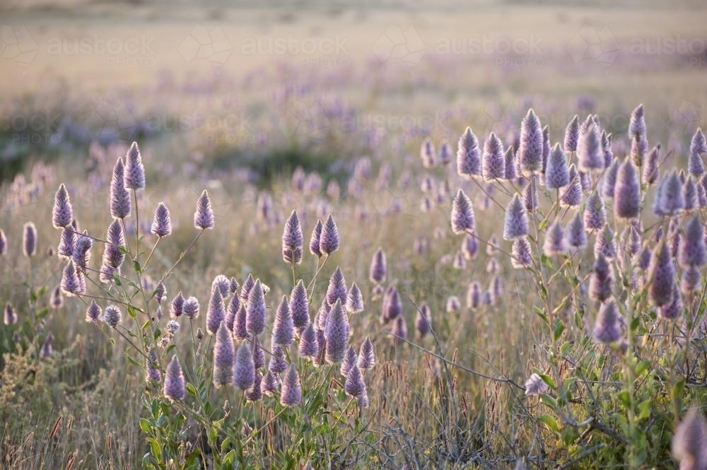 Field of purple mulla mulla wildflowers - Australian Stock Image