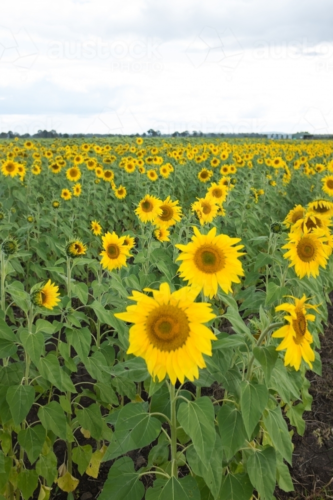 Field of sunflowers - Australian Stock Image