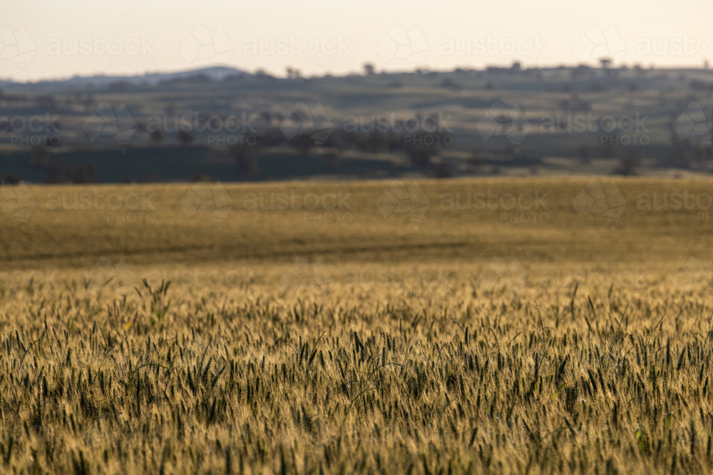 Field of wheat at sunset - Australian Stock Image