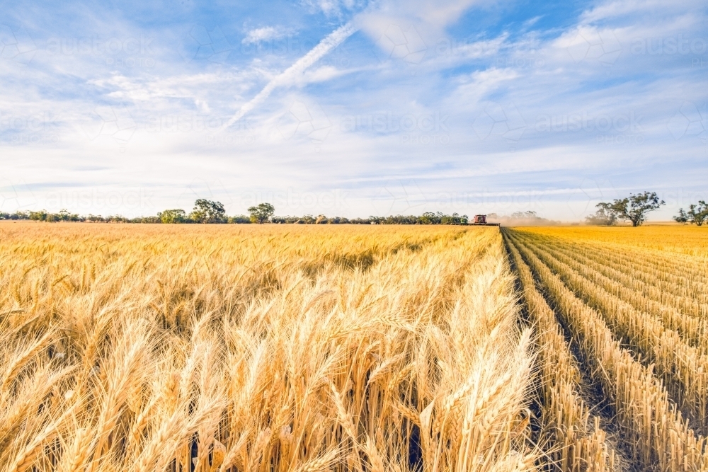Field of wheat having been harvest shows leading into the horizon. - Australian Stock Image